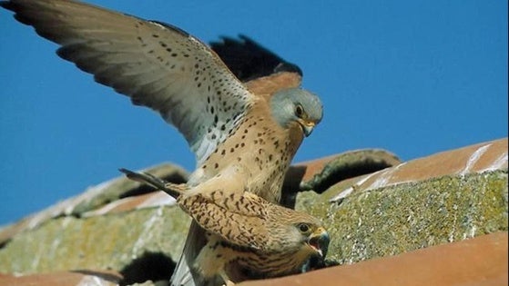 Adicomt celebrará el 'Primilla Birding Festival' el 31 de mayo