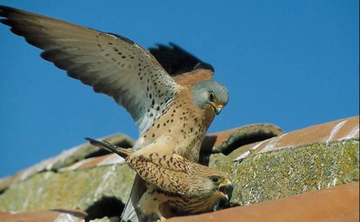 Adicomt celebrará el 'Primilla Birding Festival' el 31 de mayo