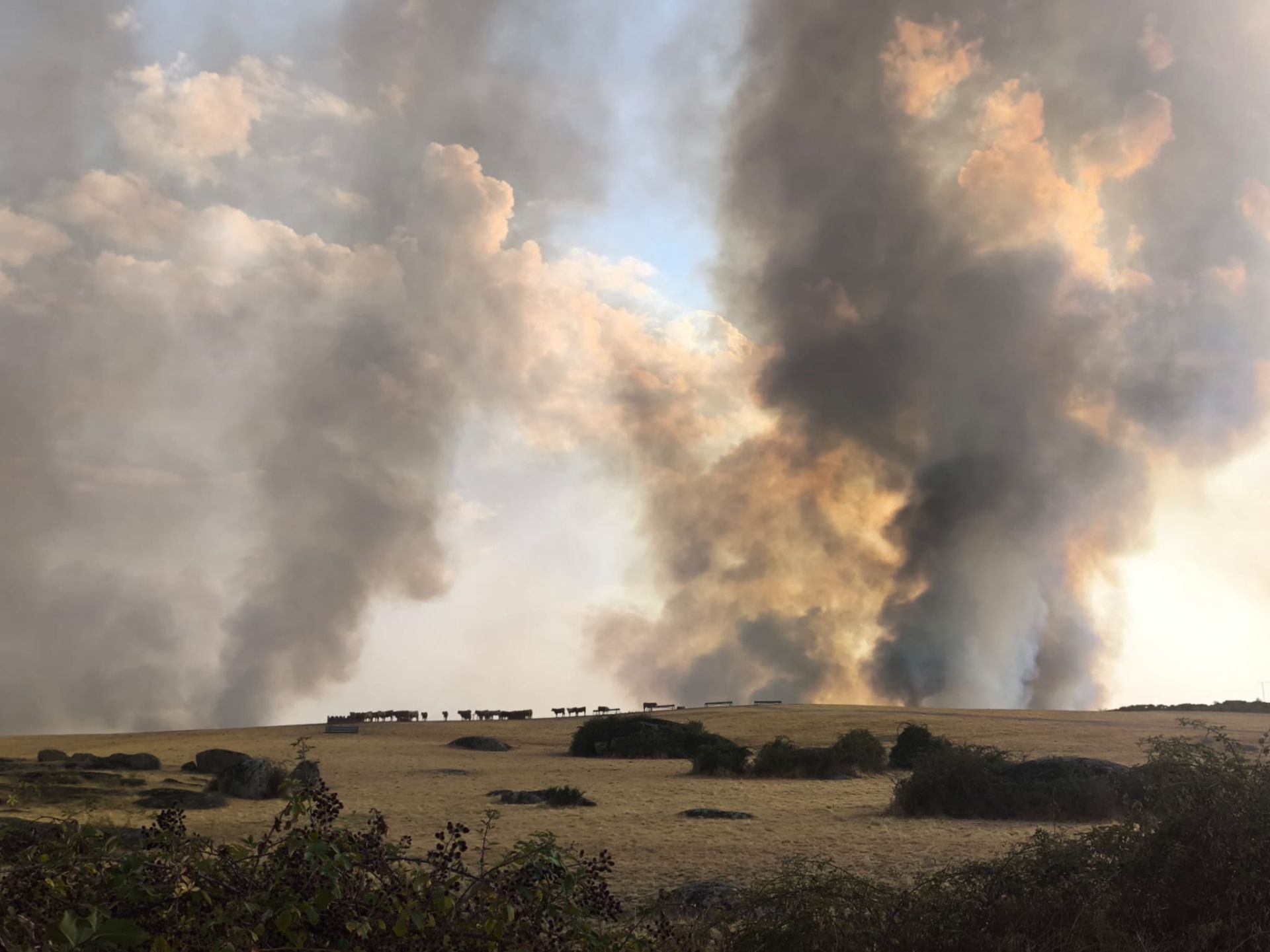 El humo del incendio producido ayer visto desde la carretera de Madroñera.