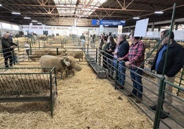 Visitantes viendo el ganado, en la feria de una edición anterior.