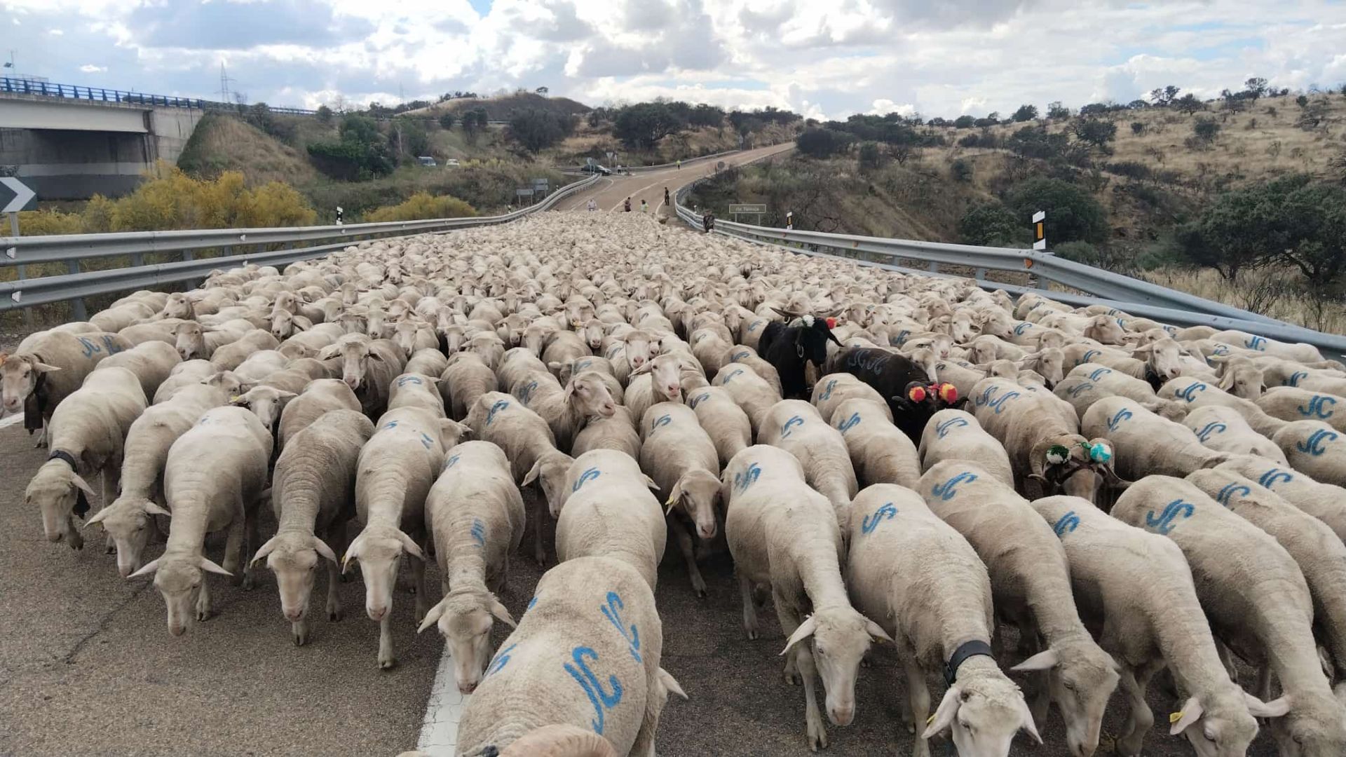 Imagen principal - José Manuel llega hoy a la ciudad con sus 1.700 ovejas
