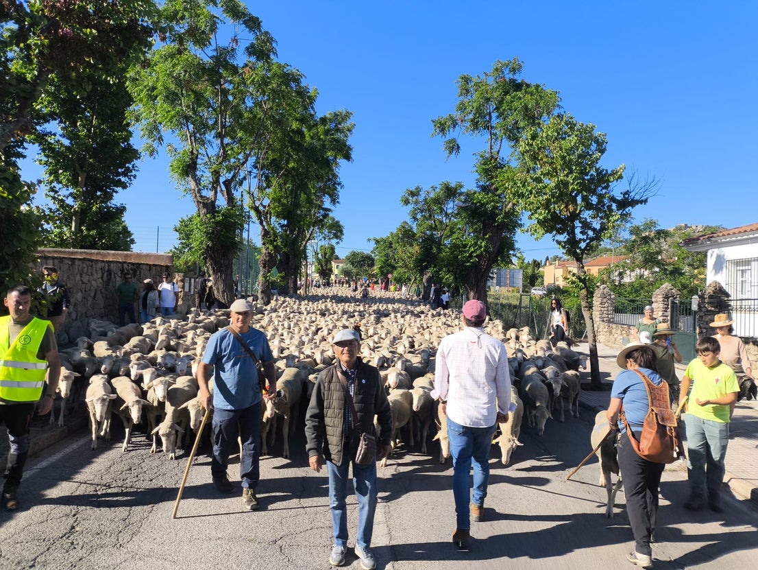 Una jornada dedicada a la trashumancia
