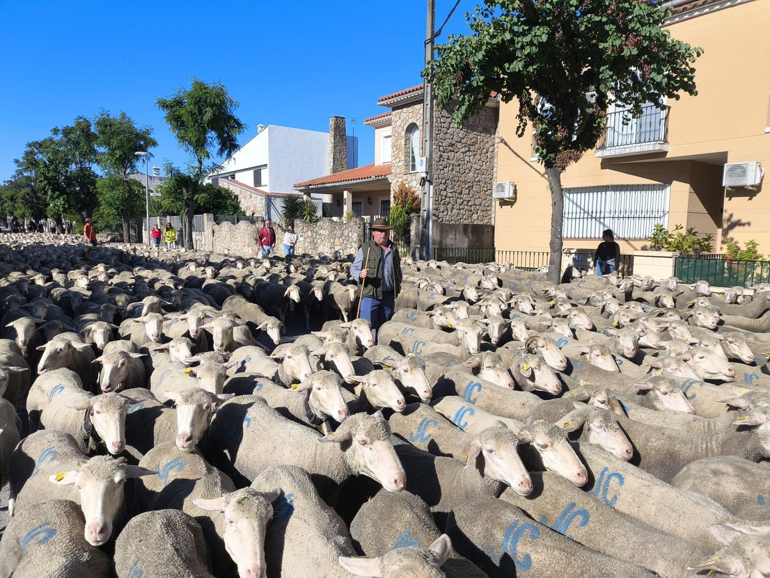 Una jornada dedicada a la trashumancia