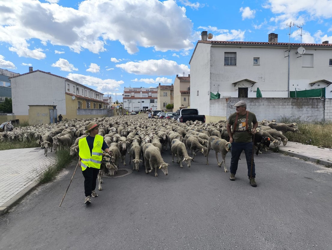 Una jornada dedicada a la trashumancia