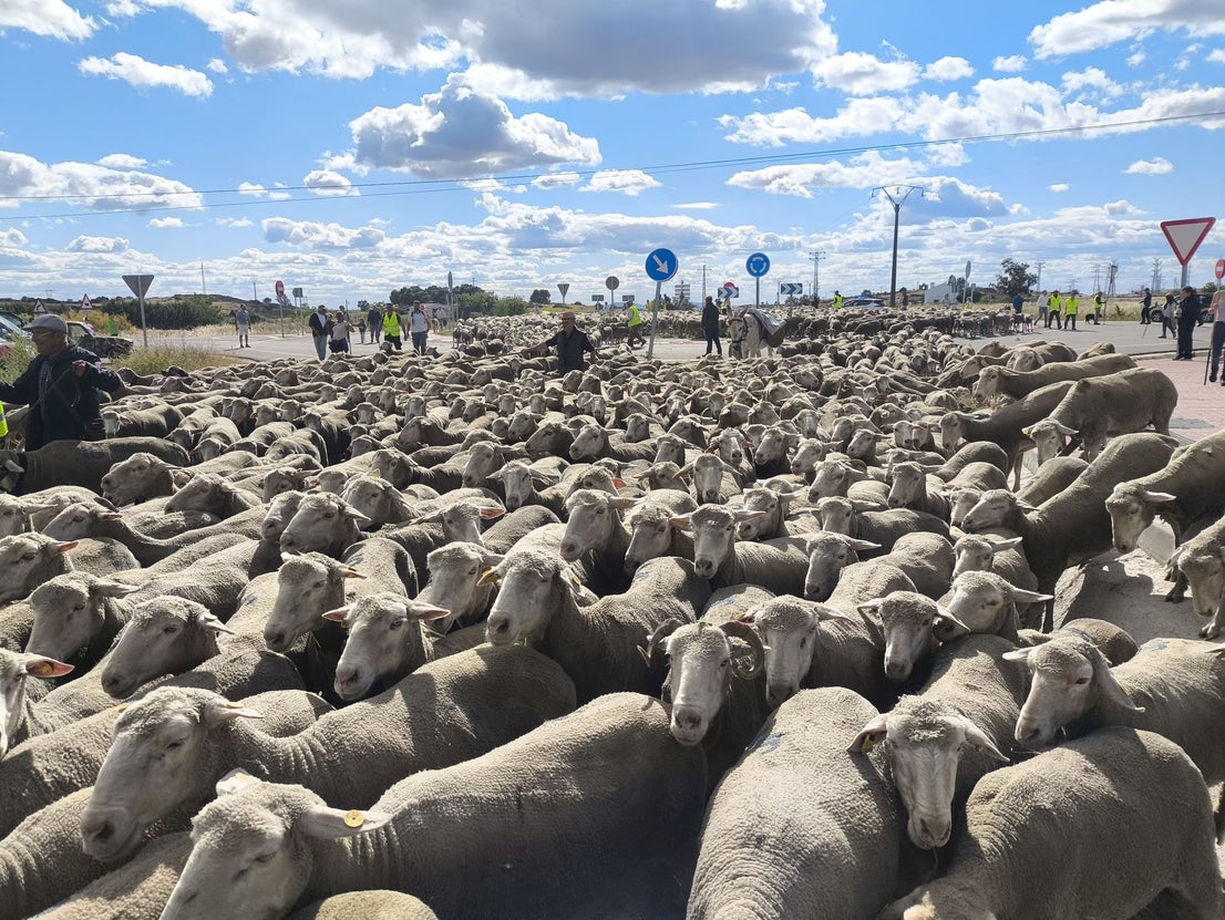 Una jornada dedicada a la trashumancia