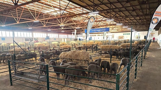 Sale a licitación las obras en las cubiertas de diferentes naves del Mercado Regional