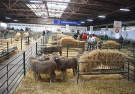 Exposición de ganado ovino en la Agroganadera