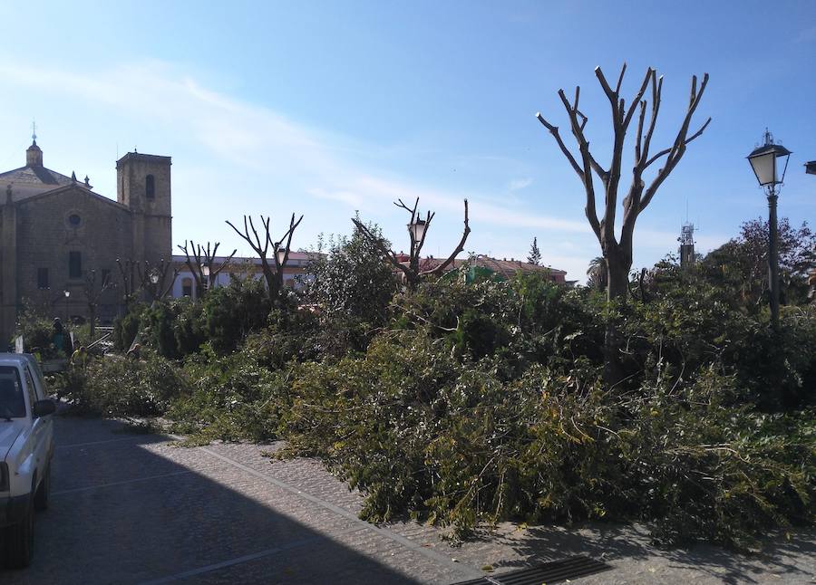 Poda de los árboles en el paseo Ruiz de Mendoza 