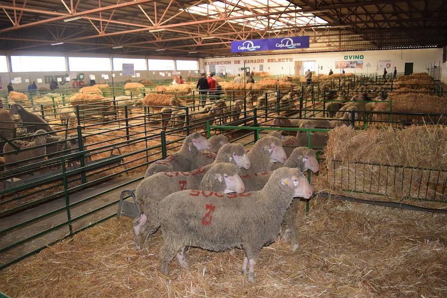 Gaado expuesto en el recinto ferial 