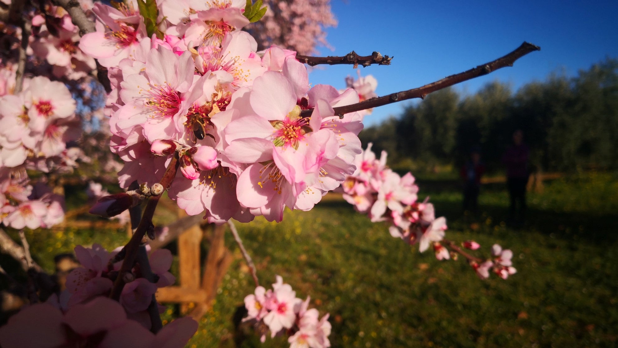 Algunas imágenes del Almendro Real, en plena floración (08-02-2019)