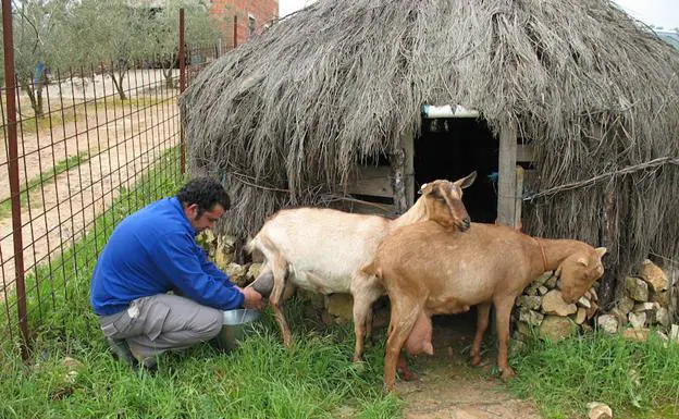 Miguel Ángel, el hijo de 'Parro', ordeñando unas cabras. Esta imagen salió en el 'Diario Montañés'