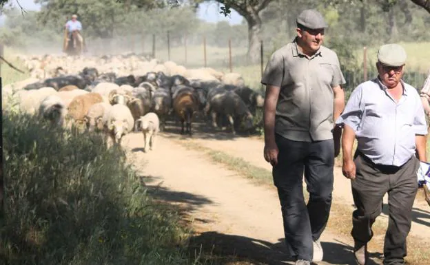 Manuel Tanco y Manolo Calderón, guían al rebaño durante el recorrido trashumante