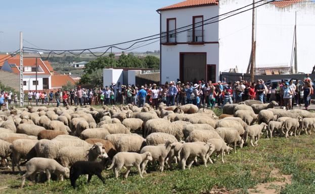 El rebaño y la comitiva llegan a Valverde de Leganés