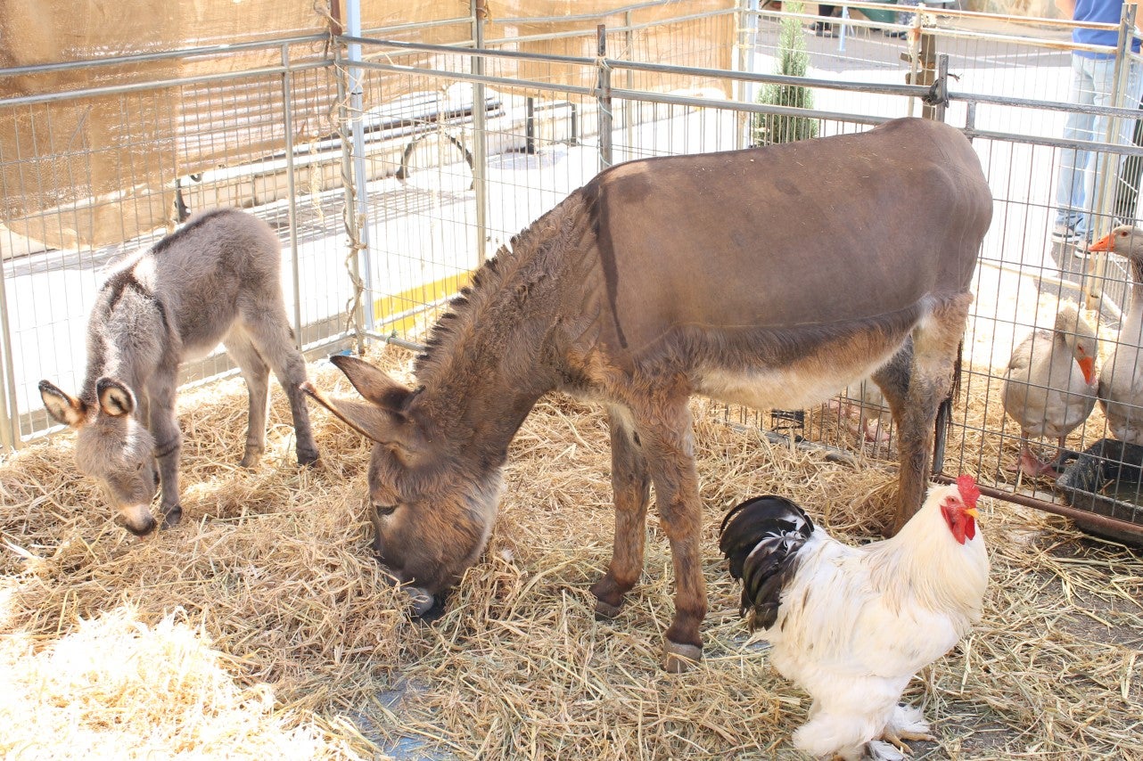Imágenes de las actividades del sábado de la novena edición de 'Vive la Trashumancia' (04-05-2019)