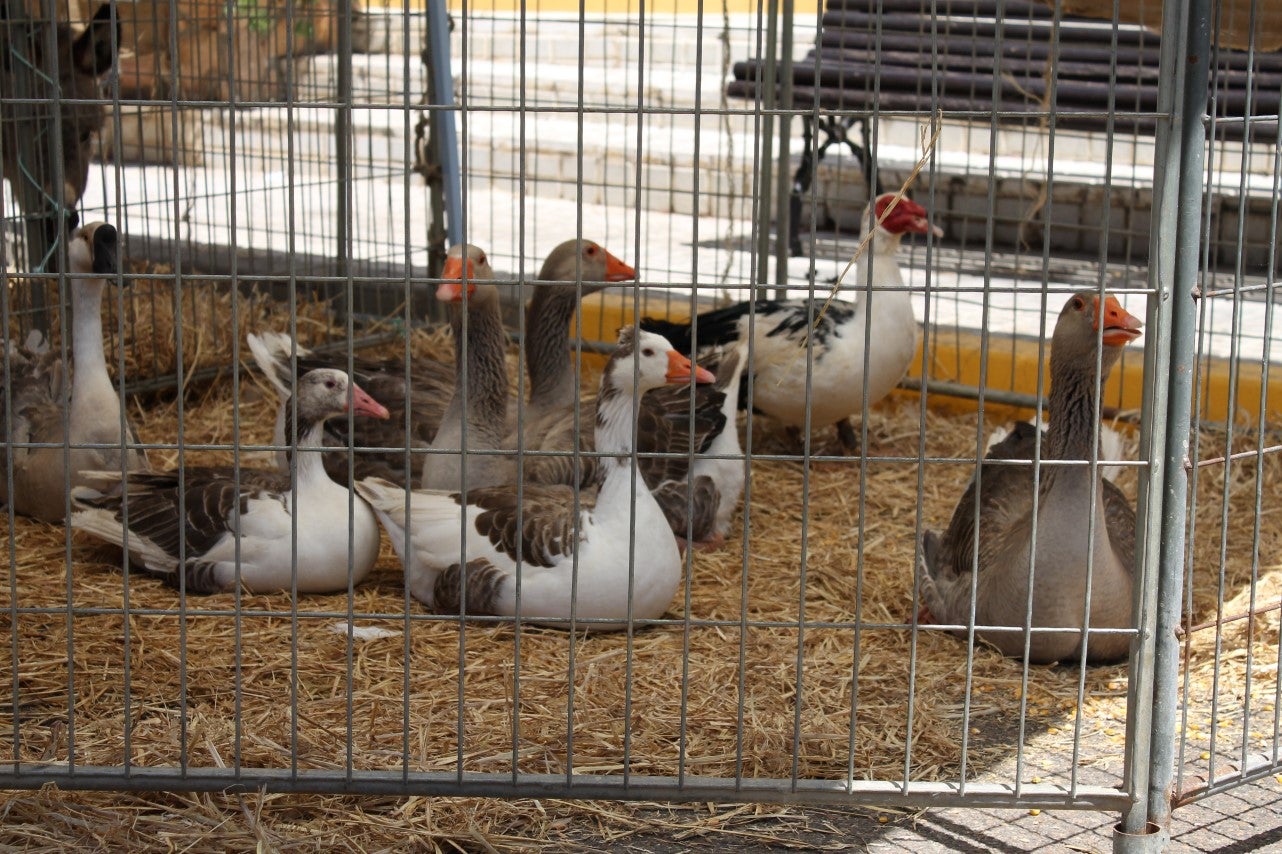 Imágenes de las actividades del sábado de la novena edición de 'Vive la Trashumancia' (04-05-2019)