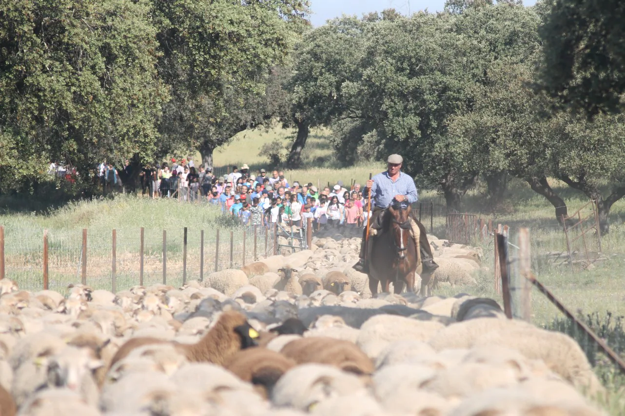 Imáenes de las actividades desarrolladas el domingo en la novena edición de 'vive la Trashumancia' (05-05-2019)