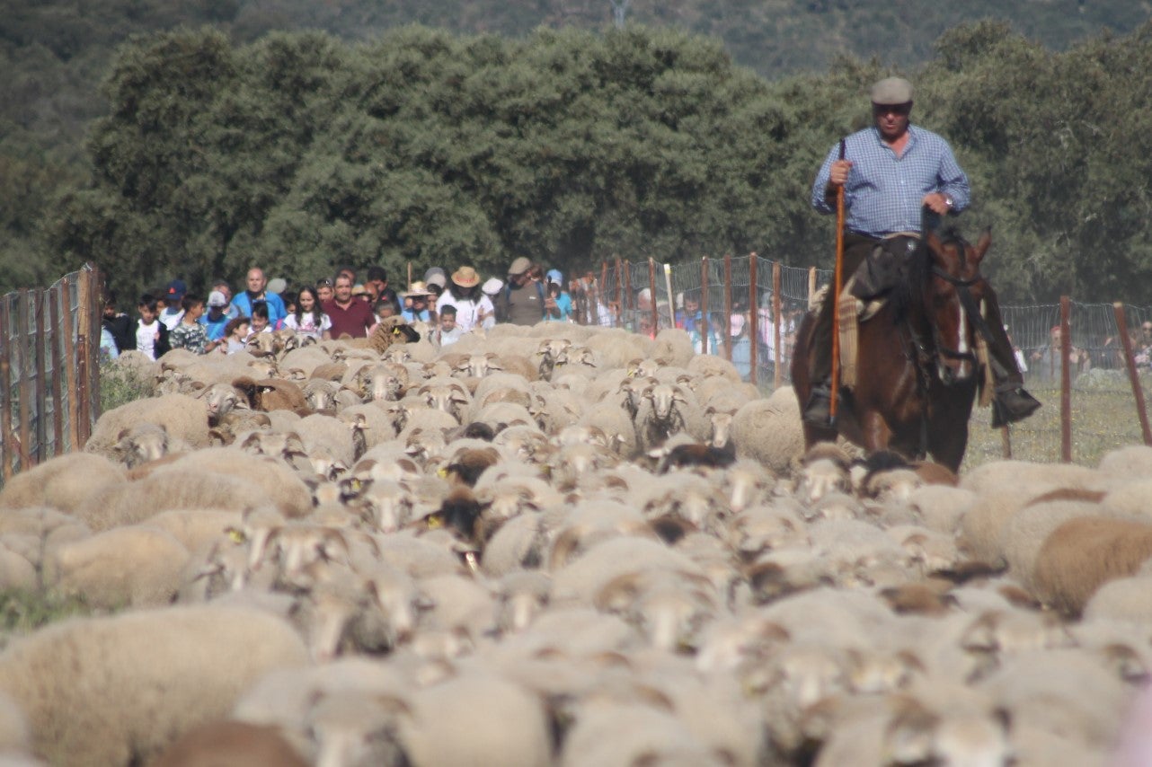 Imágenes de las actividades desarrolladas el domingo en la novena edición de 'vive la Trashumancia' (05-05-2019)