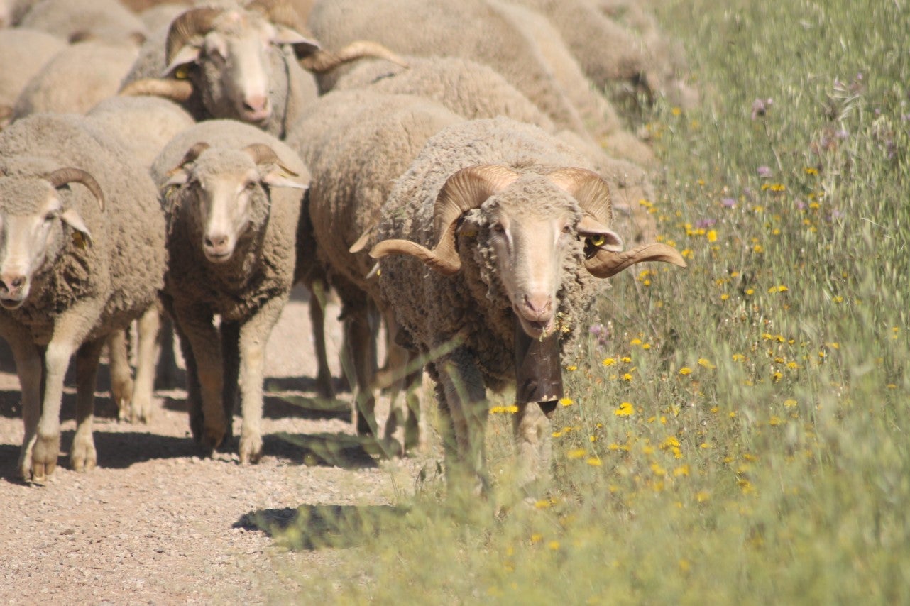 Imágenes de las actividades desarrolladas el domingo en la novena edición de 'vive la Trashumancia' (05-05-2019)