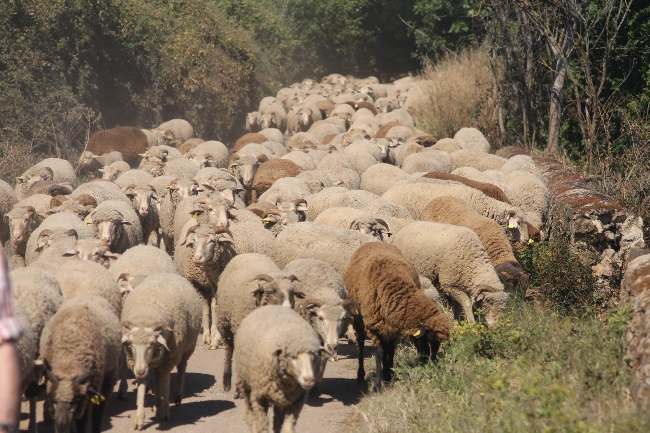 Imágenes de las actividades desarrolladas el domingo en la novena edición de 'vive la Trashumancia' (05-05-2019)