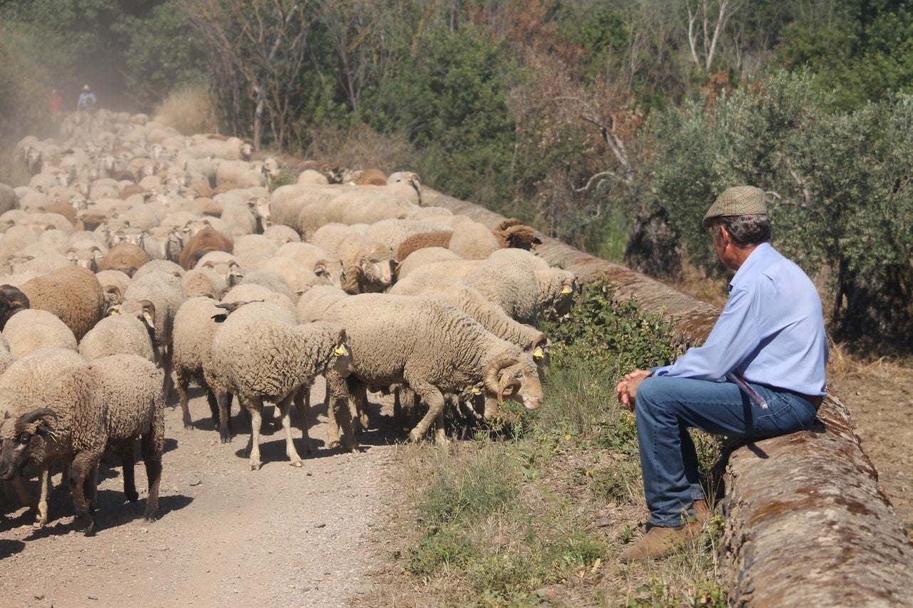 Imágenes de las actividades desarrolladas el domingo en la novena edición de 'vive la Trashumancia' (05-05-2019)