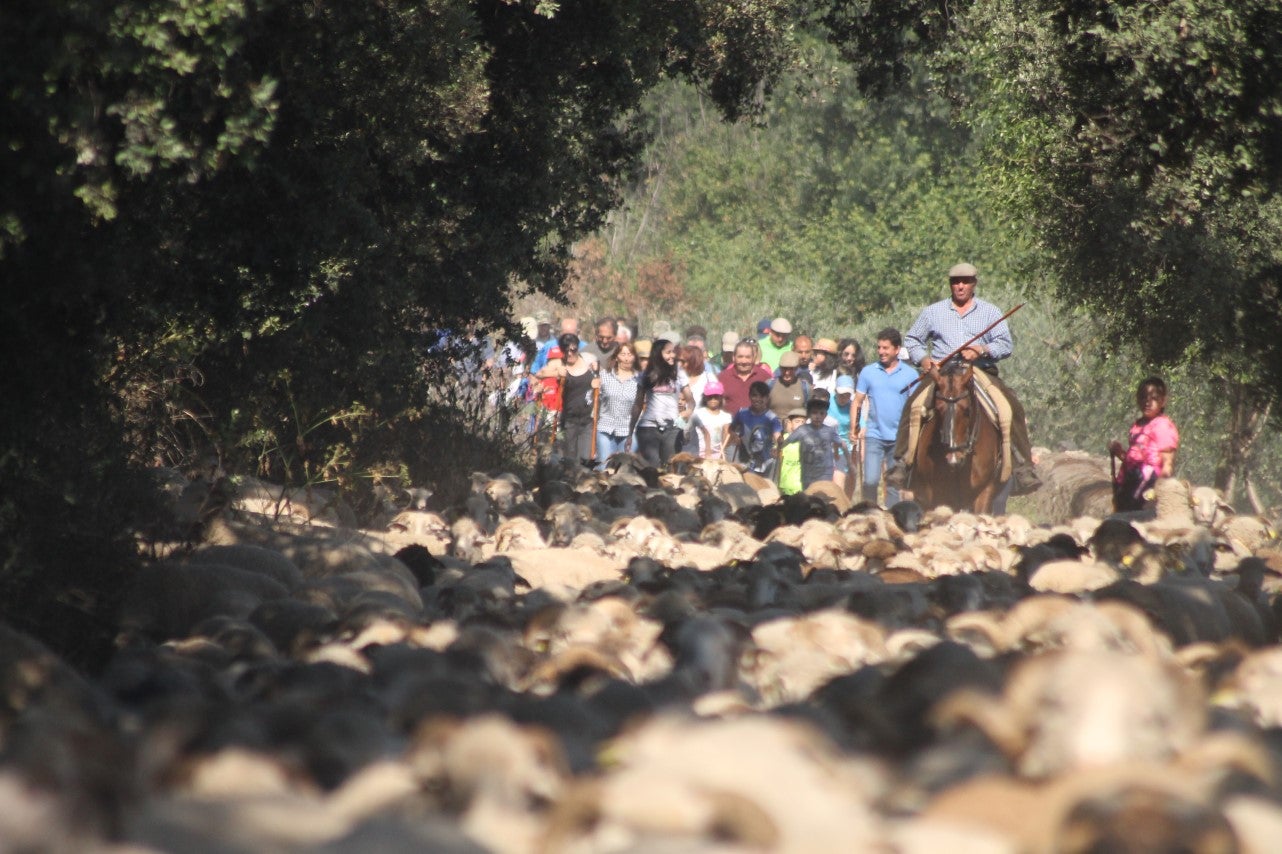 Imágenes de las actividades desarrolladas el domingo en la novena edición de 'vive la Trashumancia' (05-05-2019)