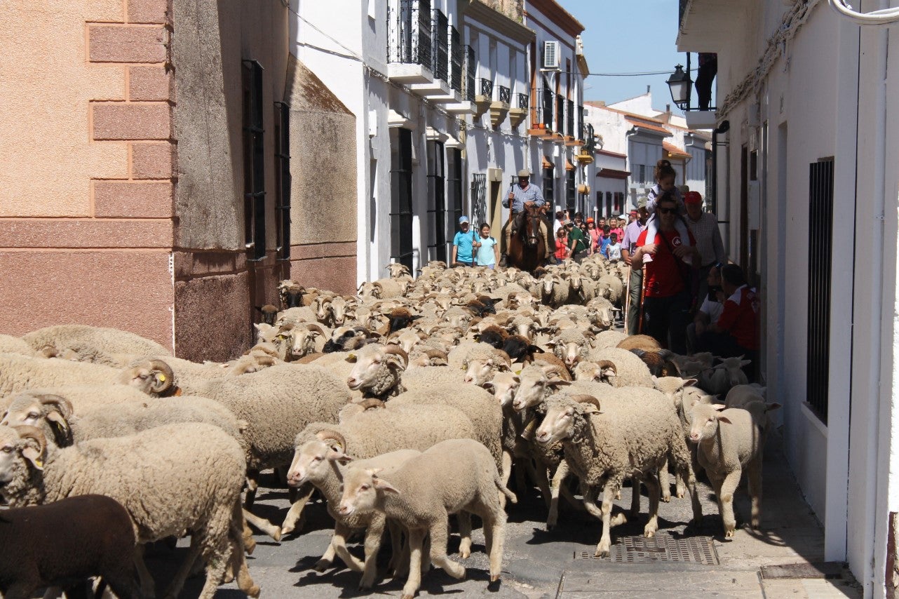 Imágenes de las actividades desarrolladas el domingo en la novena edición de 'vive la Trashumancia' (05-05-2019)
