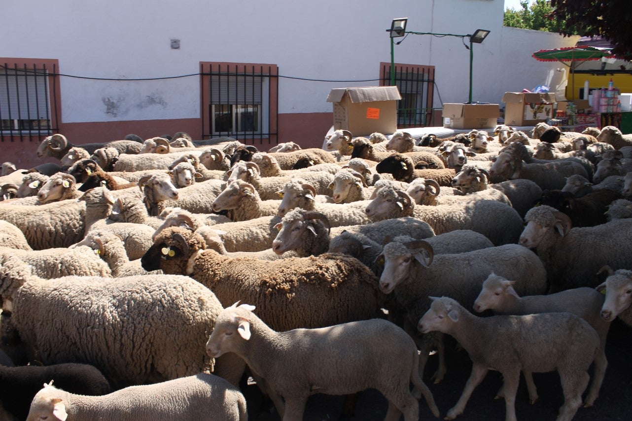 Imágenes de las actividades desarrolladas el domingo en la novena edición de 'vive la Trashumancia' (05-05-2019)