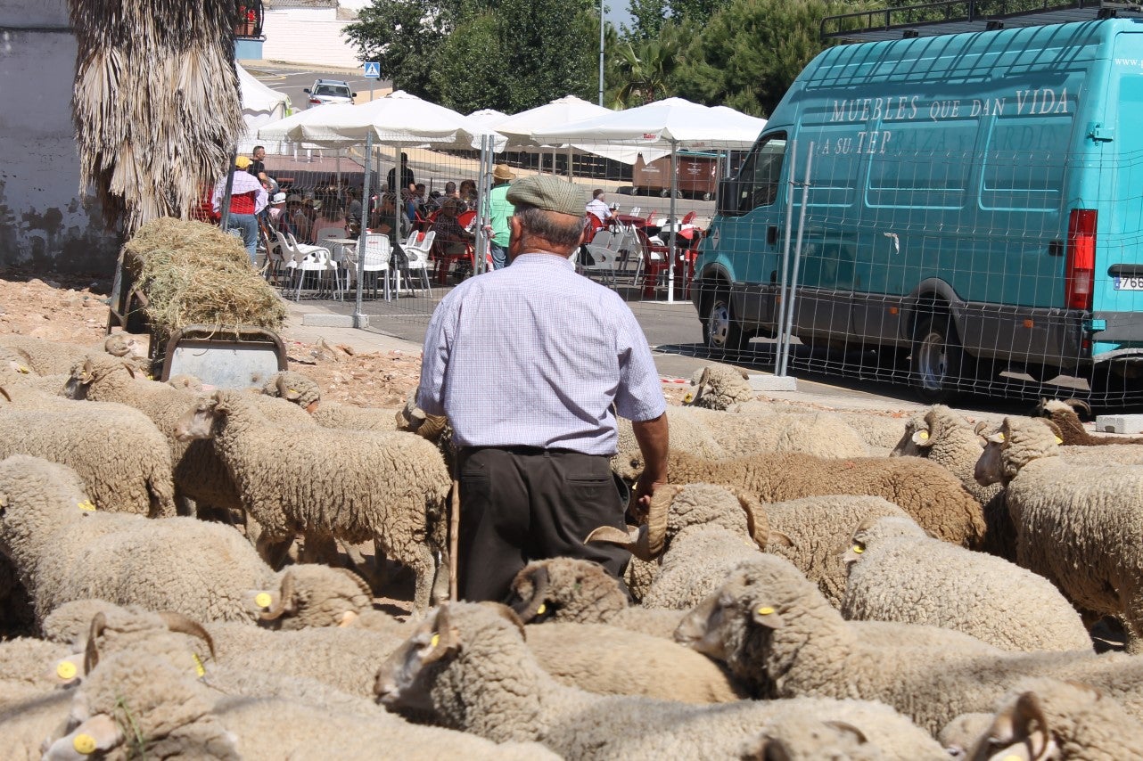 Imágenes de las actividades desarrolladas el domingo en la novena edición de 'vive la Trashumancia' (05-05-2019)