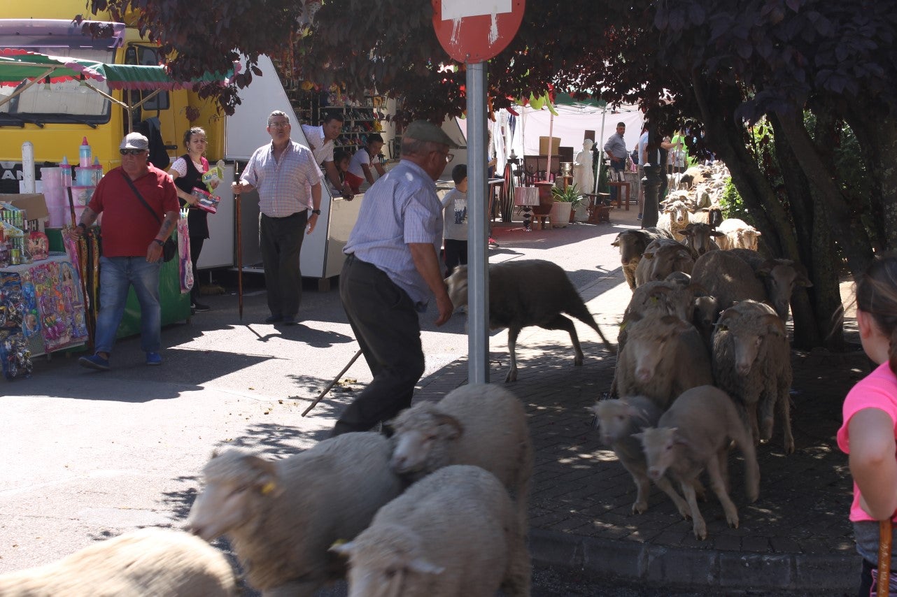 Imágenes de las actividades desarrolladas el domingo en la novena edición de 'vive la Trashumancia' (05-05-2019)