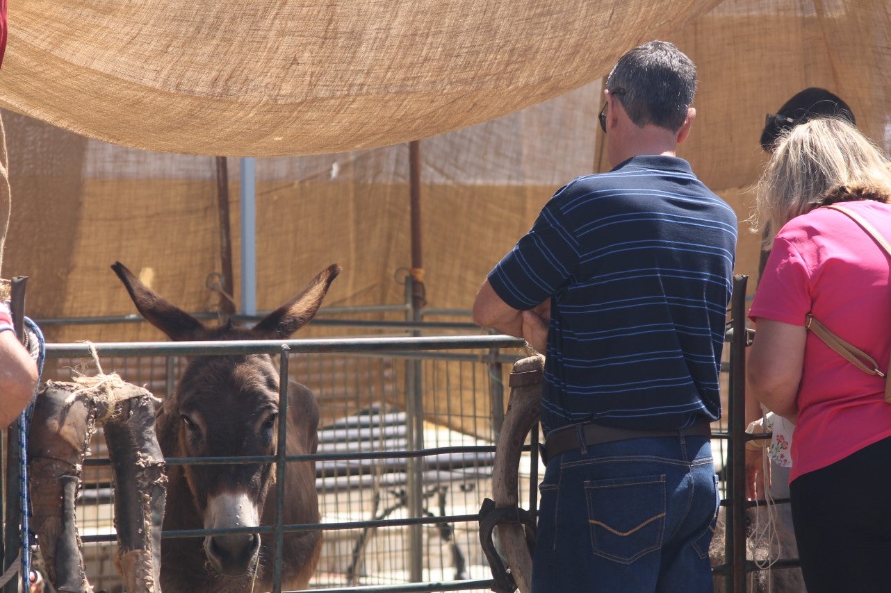 Imágenes de las actividades desarrolladas el domingo en la novena edición de 'vive la Trashumancia' (05-05-2019)