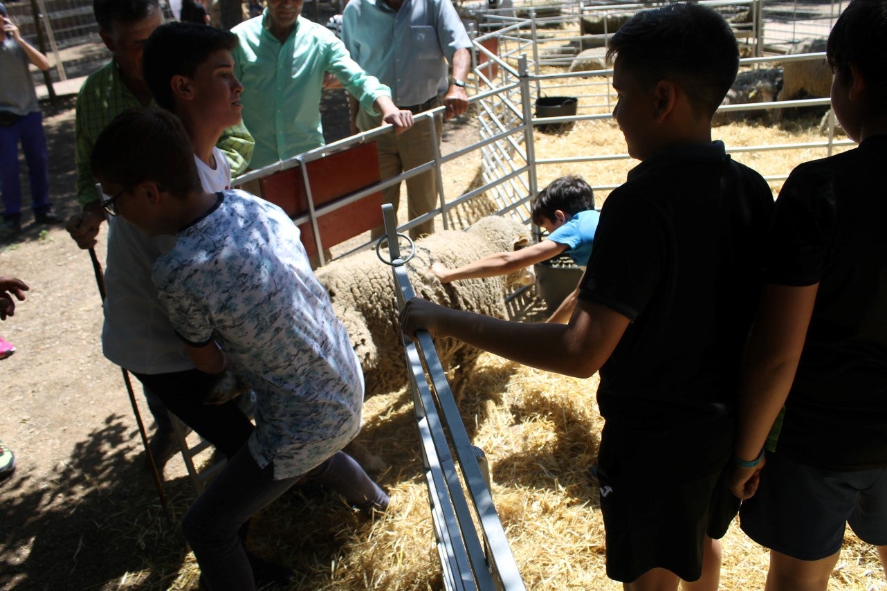 Imágenes de las actividades desarrolladas el domingo en la novena edición de 'vive la Trashumancia' (05-05-2019)
