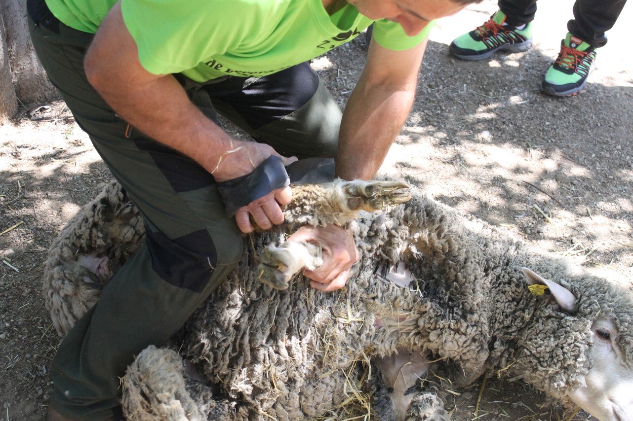 Imágenes de las actividades desarrolladas el domingo en la novena edición de 'vive la Trashumancia' (05-05-2019)