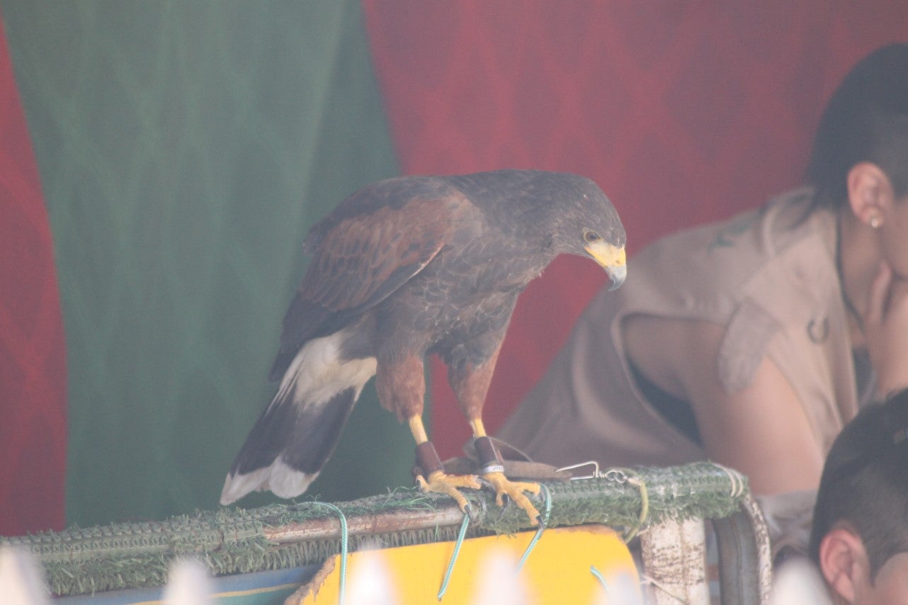 Imágenes de las actividades desarrolladas el domingo en la novena edición de 'vive la Trashumancia' (05-05-2019)