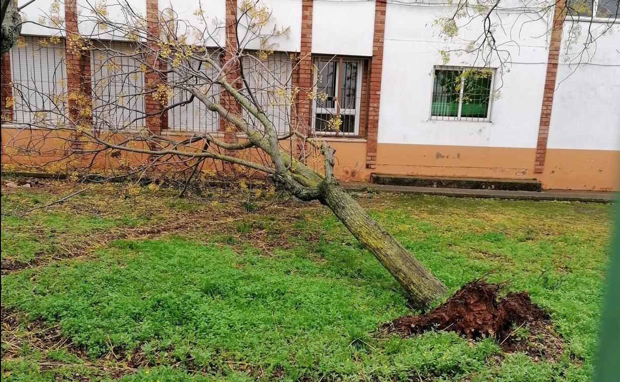 Árbol derriibado en el patio del César Hurtado