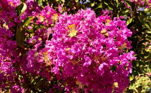 Flor del Árbol de Júpiter