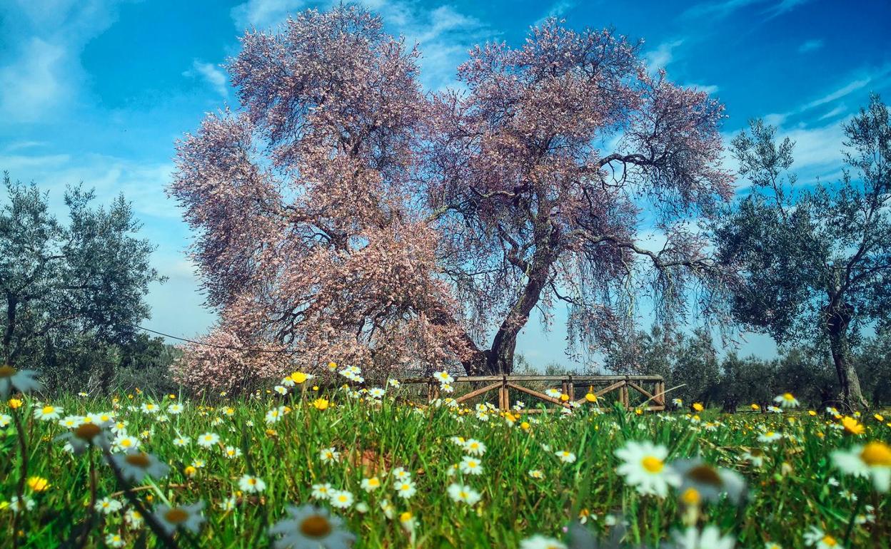 Espectacularidad del Almendro Real