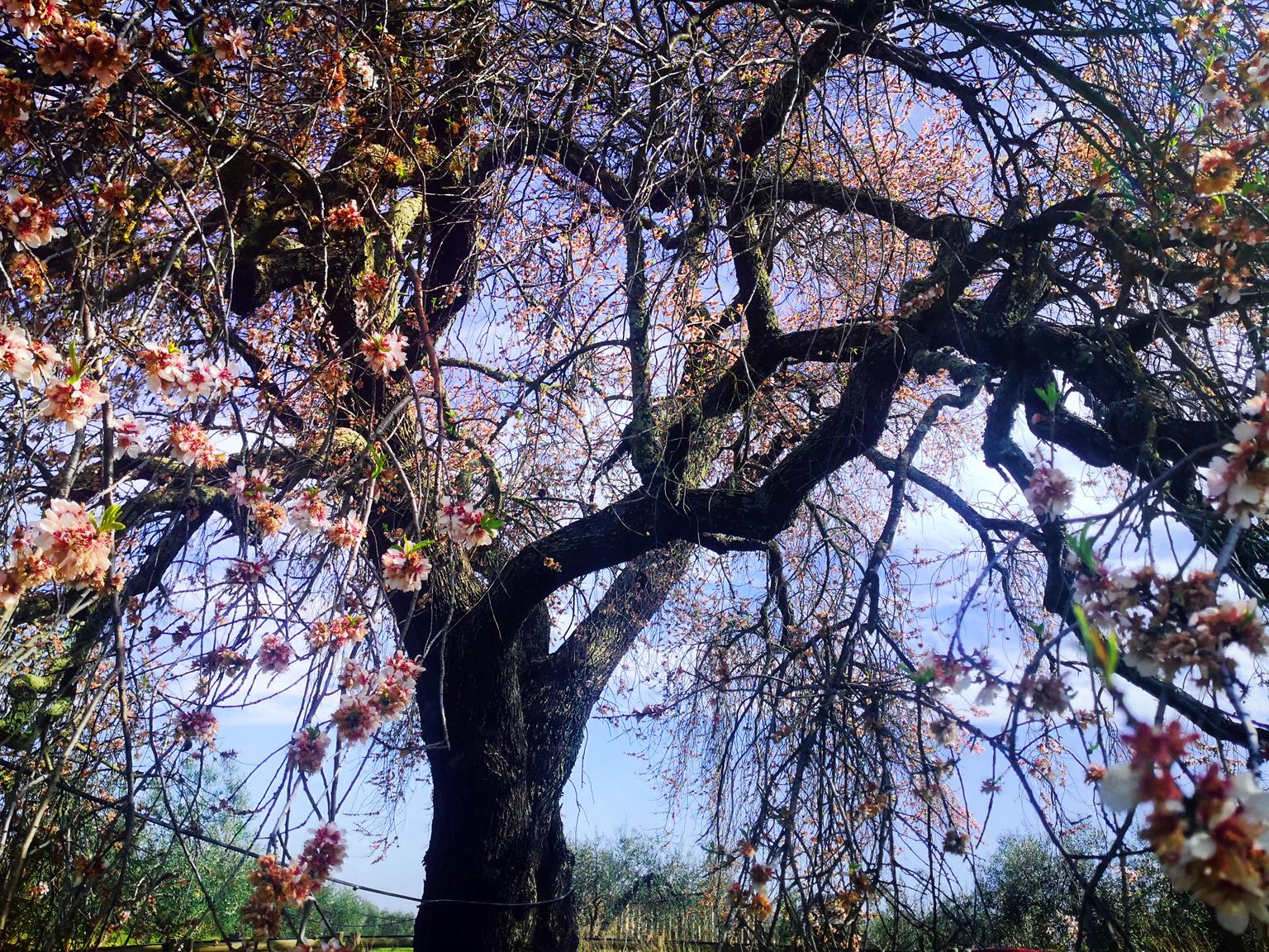 Fotos: Almendro Real