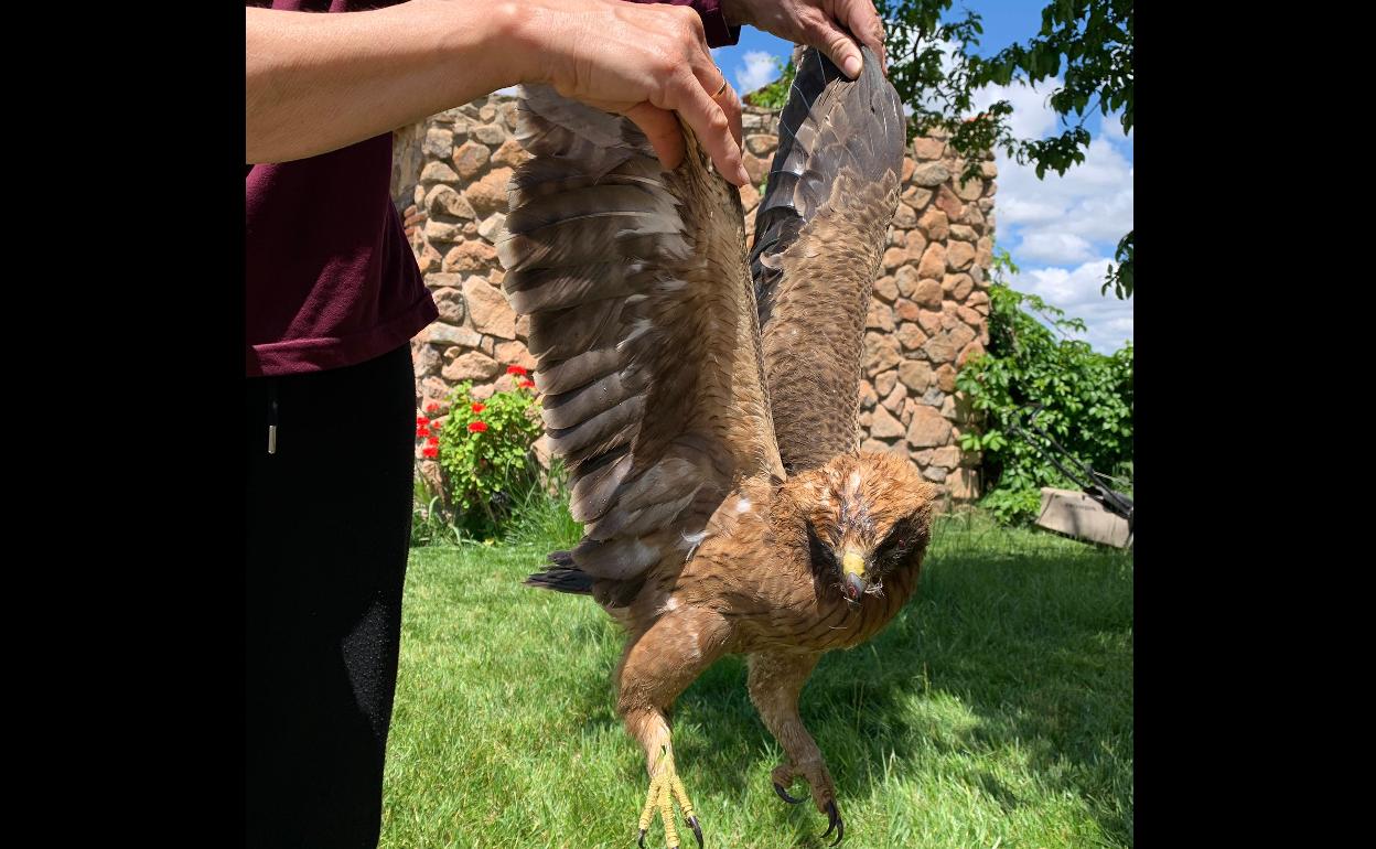 Una familia valverdeña rescata un águila malherida y la entrega a AMUS |  