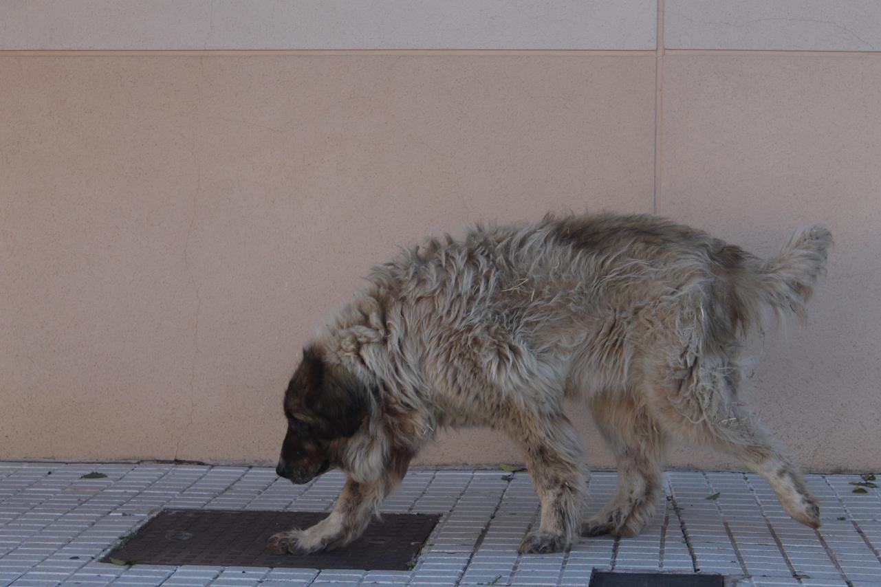 Fotos: X ‘Vive la Trashumancia’ (III)