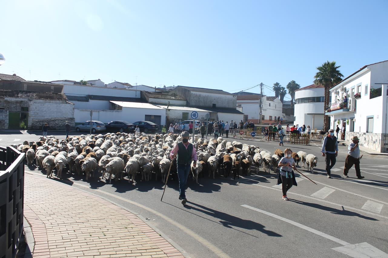 Fotos: X ‘Vive la Trashumancia’ (III)