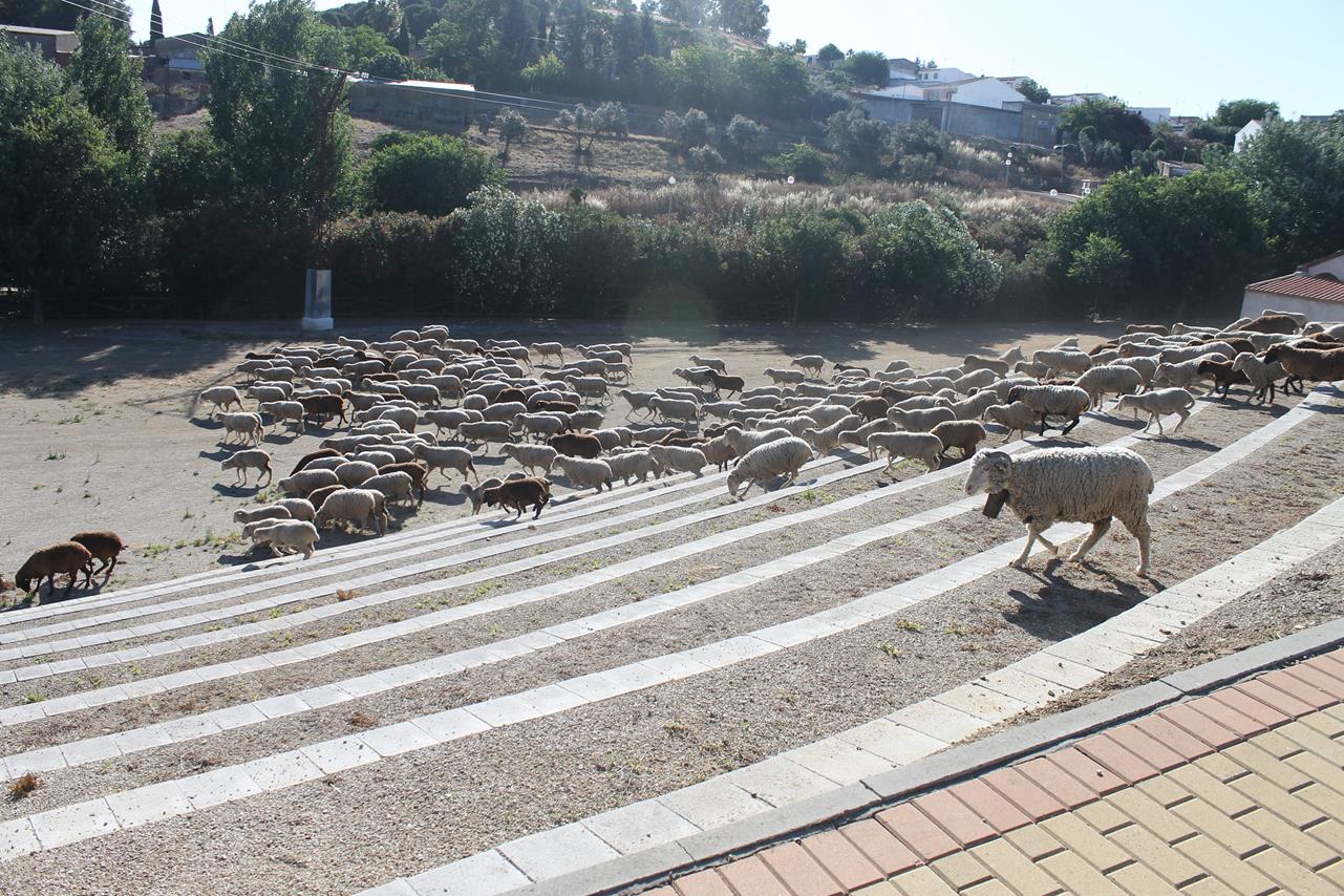 Fotos: X ‘Vive la Trashumancia’ (III)