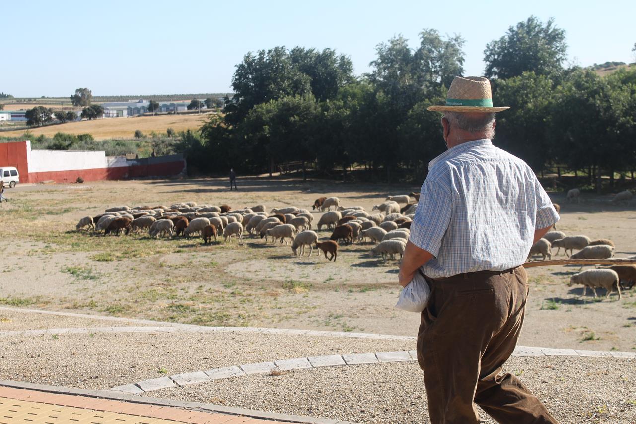 Fotos: X ‘Vive la Trashumancia’ (III)