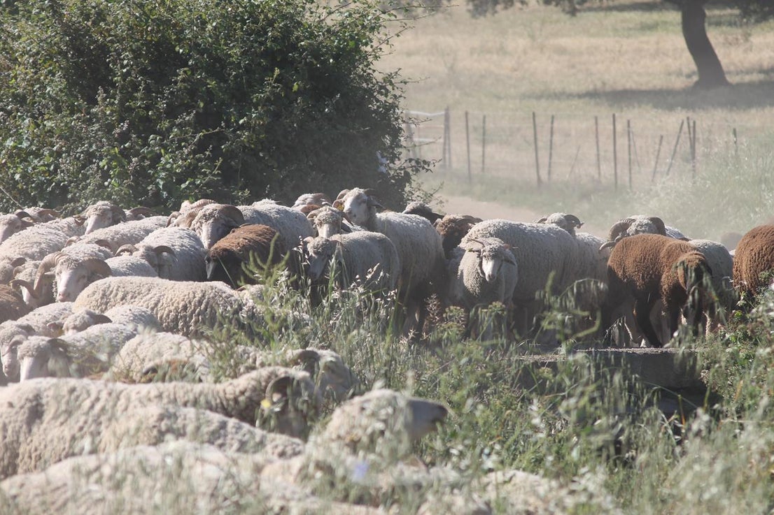 Fotos: X ‘Vive la Trashumancia’ (IV)