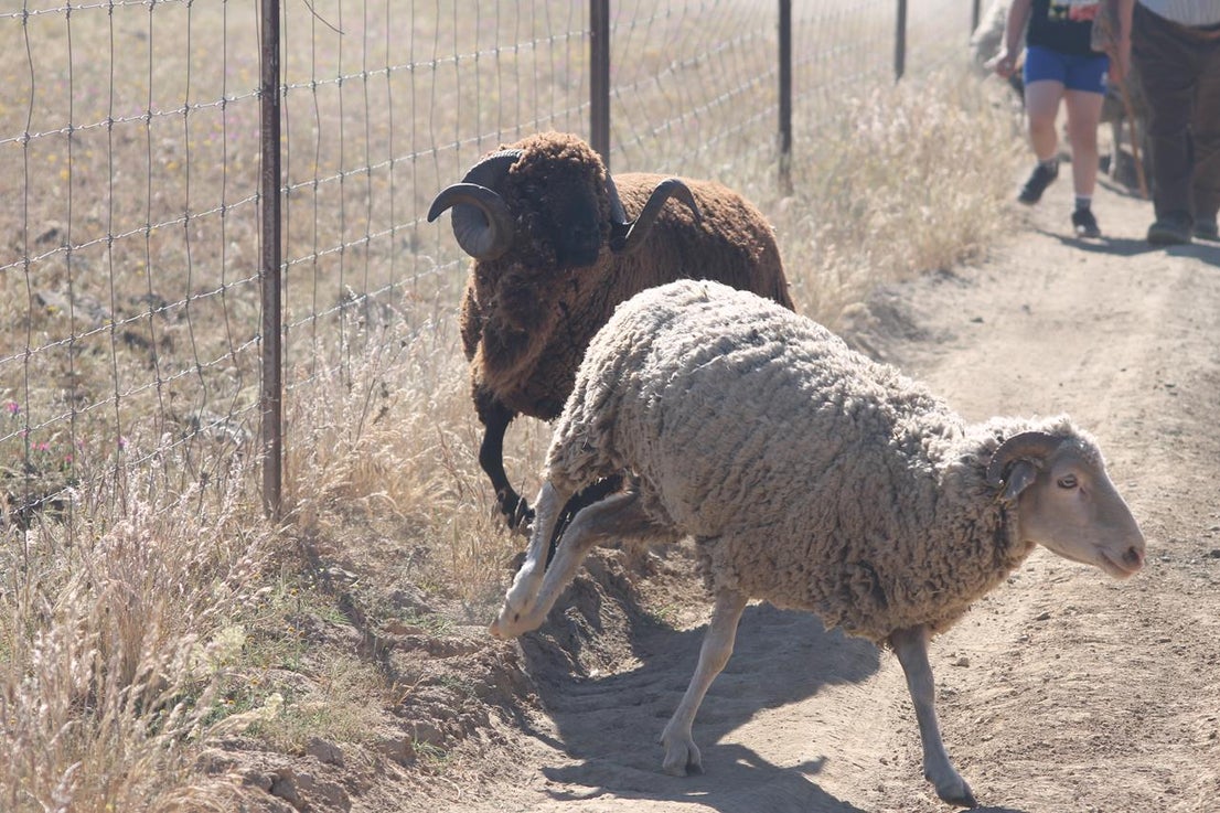 Fotos: X ‘Vive la Trashumancia’ (IV)