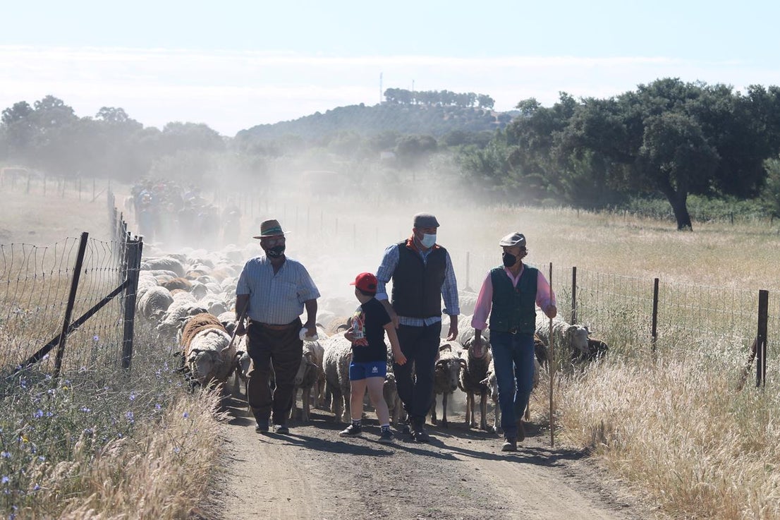 Fotos: X ‘Vive la Trashumancia’ (IV)