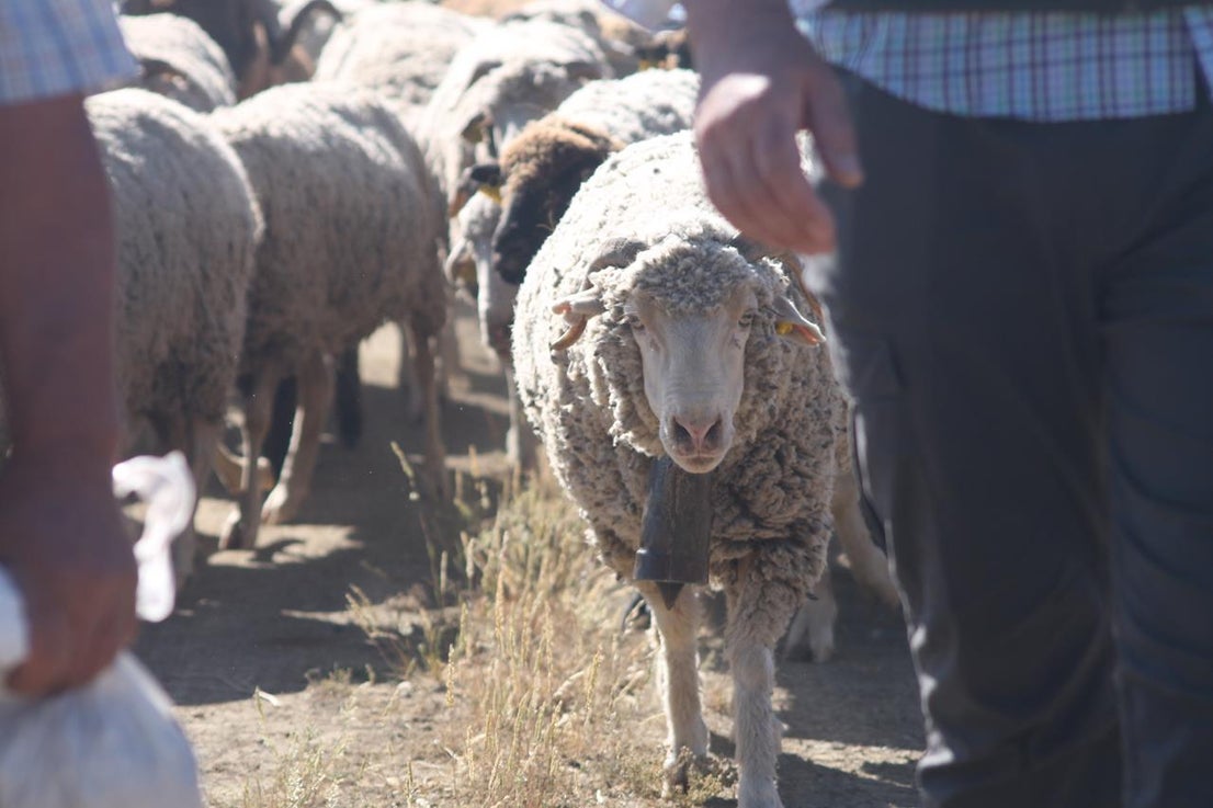 Fotos: X ‘Vive la Trashumancia’ (IV)