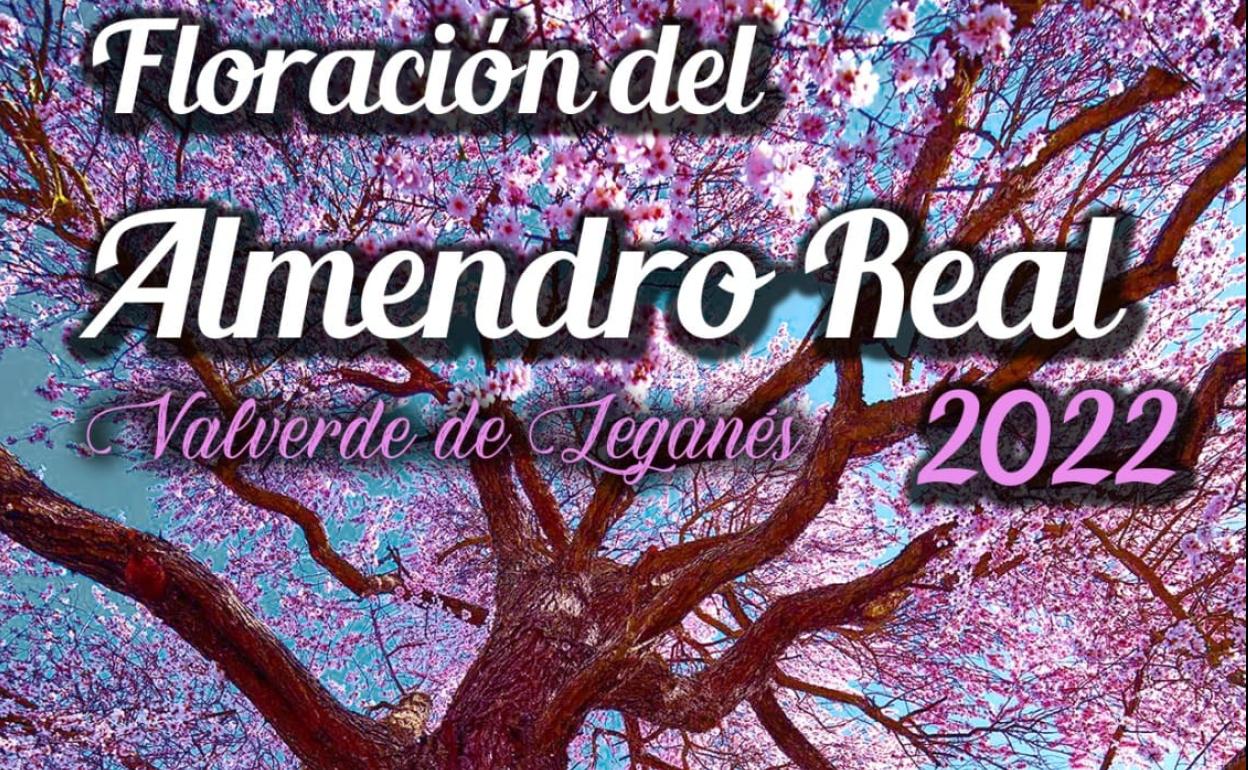 Se aproxima la floración del Almendro Real