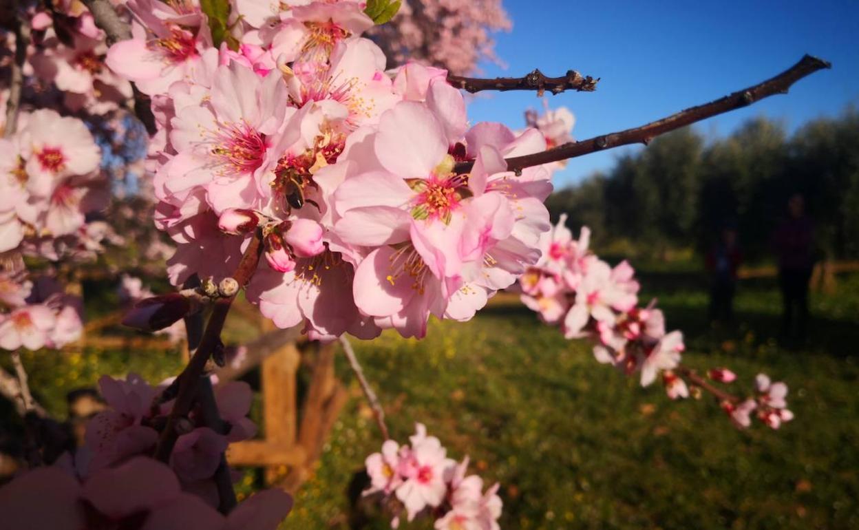 Floración del Almendro Real