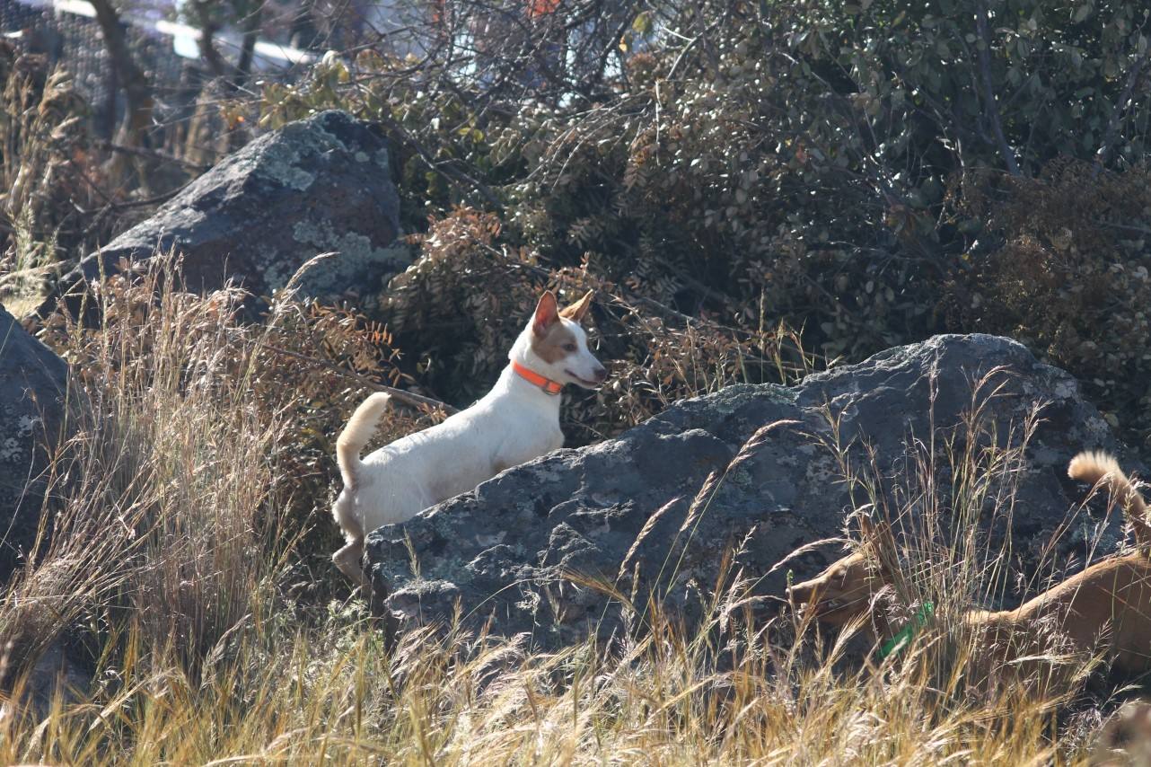 Fotos: VII Día del Cazador