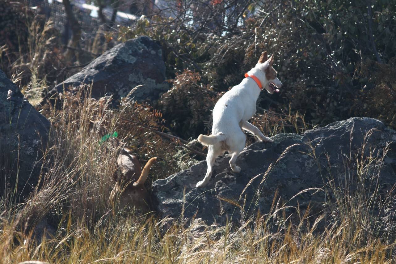 Fotos: VII Día del Cazador